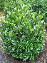 A Mano babérmeggy részletes leírása és vásárlási lehetőség Mano babérmeggy kép