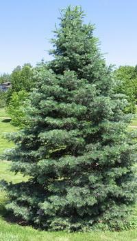 Igényes, szép megjelenésű Kolorádófenyő kép