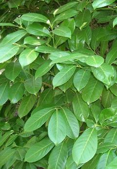 Novita babérmeggy levelei Novita babérmeggy  kép