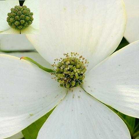 Csillagsom fellevele, virága kép