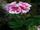 Pelargonium zonale